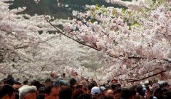 你見(jiàn)過(guò)空無(wú)一人的中山公園櫻花大道嗎？美！
